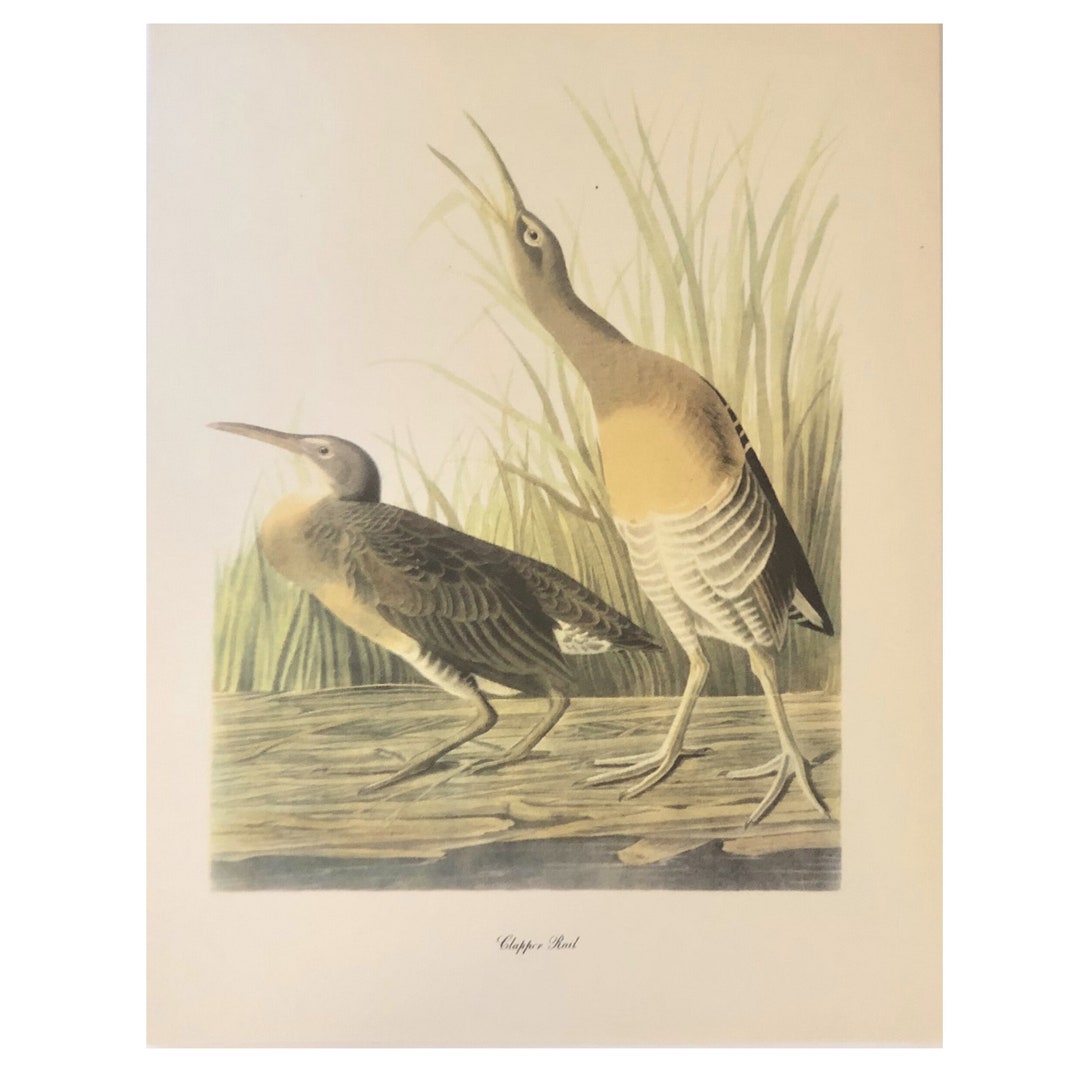Bird Print, Botanical Illustration, Clapper Rail Print - Etsy
