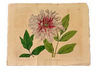 Original Redouté Peony Hand Tinted Botanical Book Plate