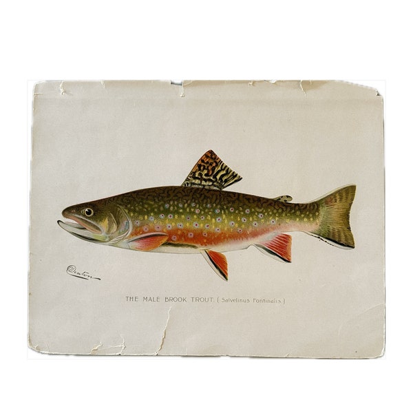 Canadian Red Trout Original Lithograph, New York Fisheries 1902