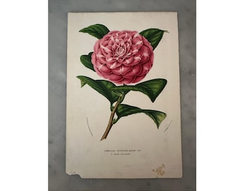 Original Antique Camellia ‘Princesse Marie’ Botanical Print, a Beautiful Mid-19th Century Floral Lithograph