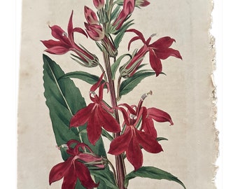 Hand Colored Engraving -Botanical Print - Lobelia Cardinalis (Cardinal Flower) in Red by Ridgeway