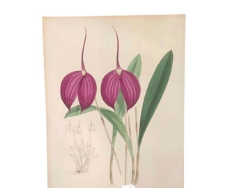 Antique Botanical Print, J N Fitch Orchid Print, Original Botanical Plate, Hand Colored Print, Purple Botanical