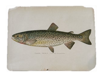 Antique Original S F Denton Tahoe Trout Lithograph from 1902