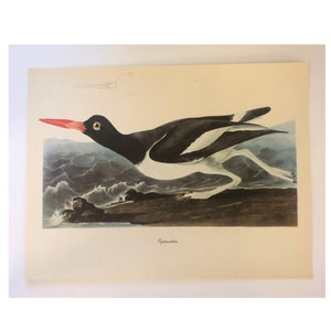 Botanical Bird Print, Audubon Print 12 by 9, Oystercatcher