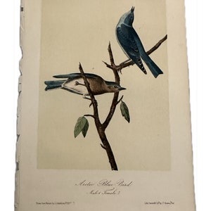 Original Audubon Hand Colored Lithograph Plate from Birds of America, 3rd Edition 1870, Audubon Print
