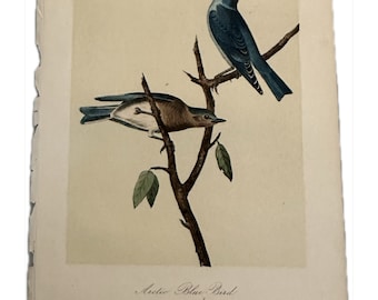 Audubon Arctic Blue Bird Lithograph, 1870 Birds of America Print