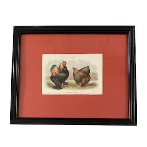 Vintage Poultry Chromolithograph From Biggle’s Poultry Book of Partridge Cochins