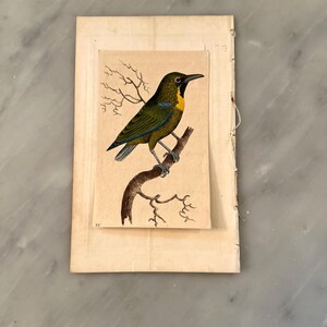 Antique Blue-winged Leafbird Engraving by Nodder, c. 1803, Hand-Colored Bird Print