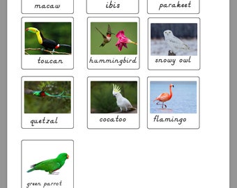 Montessori Exotic Birds Nomenclature cards