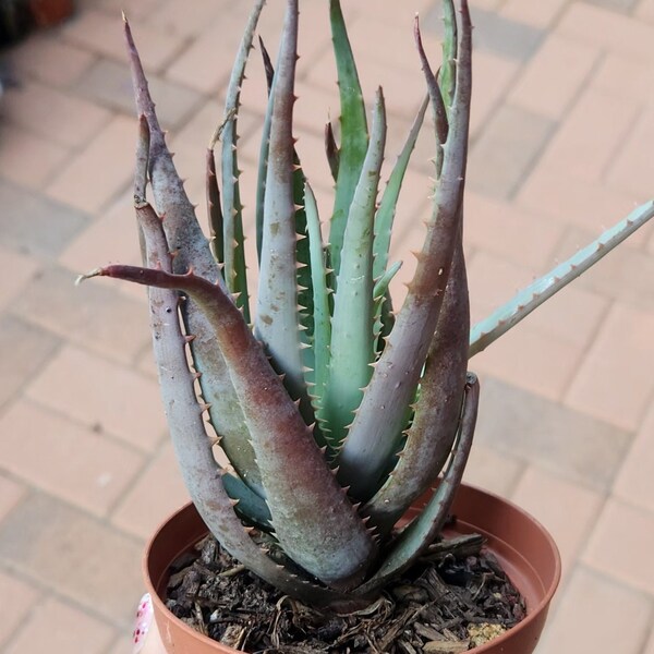 Succulent Plant - Aloe Blue Elf