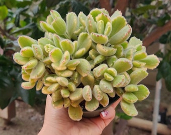 Cotyledon tomentosa Variegata - Variegated Bear’s Paws 4" pot