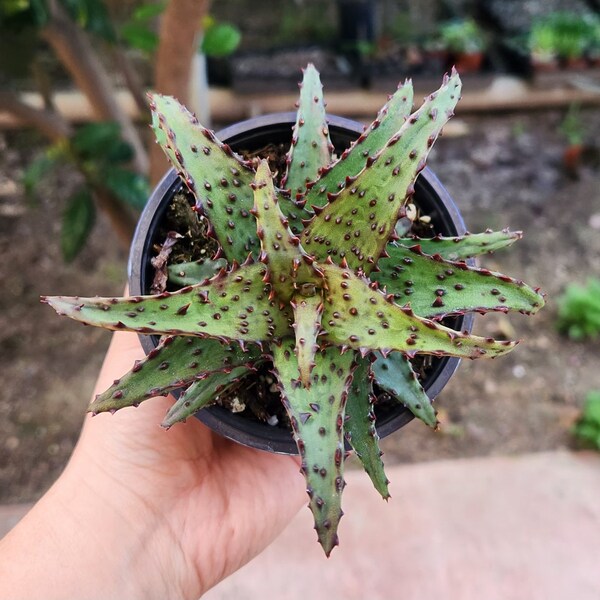 Aloe Castilloniae SP - Succulent Plant