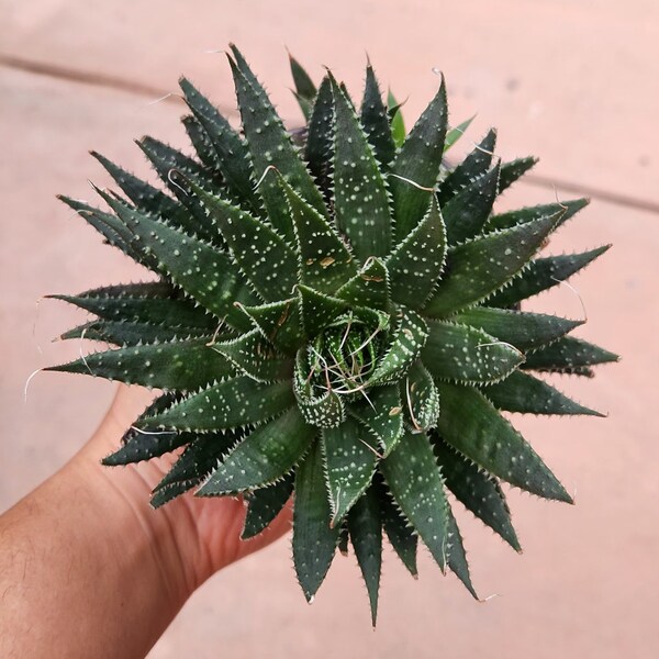 Succulent Plant with pups - Aloe Aristata - Lace Aloe