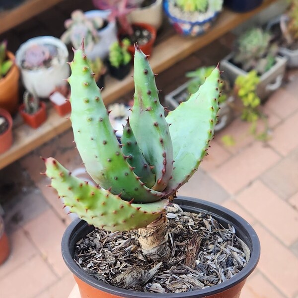 Aloe Marlothii - Mountain Aloe - Succulent Plant