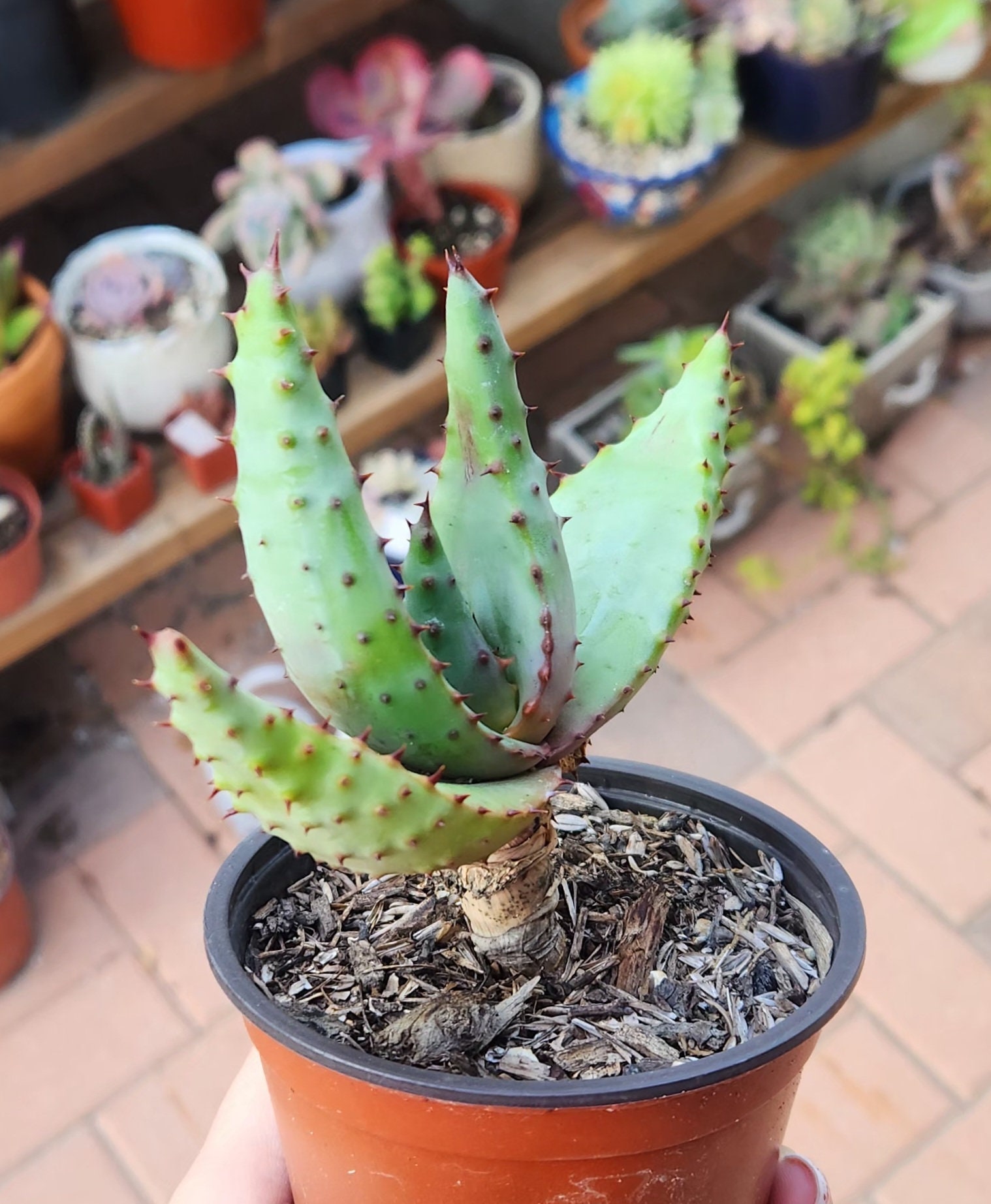 Aloe Marlothii - Mountain Aloe - Succulent Plant - Etsy