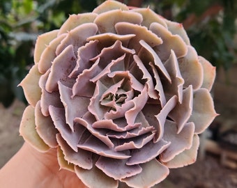 Echeveria Shaviana - Succulent Plant