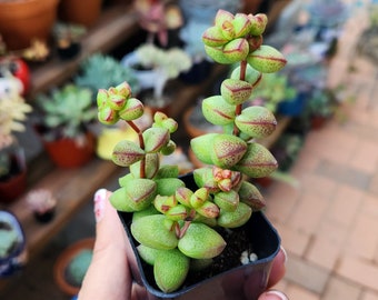 Succulent Plant - Crassula Rupestris - Monticola