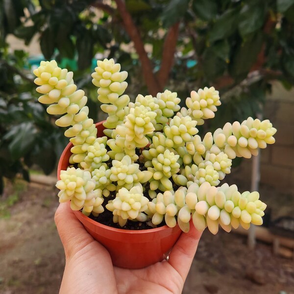 Burro's Tail - Sedum Morganianum - Succulent Plant