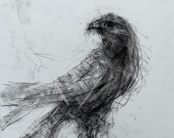 Original Drawing in Charcoal, Realism, Expressionistic, "A Little Big Warrior", The Falcon, 12" x 9", by Grigor Malinov