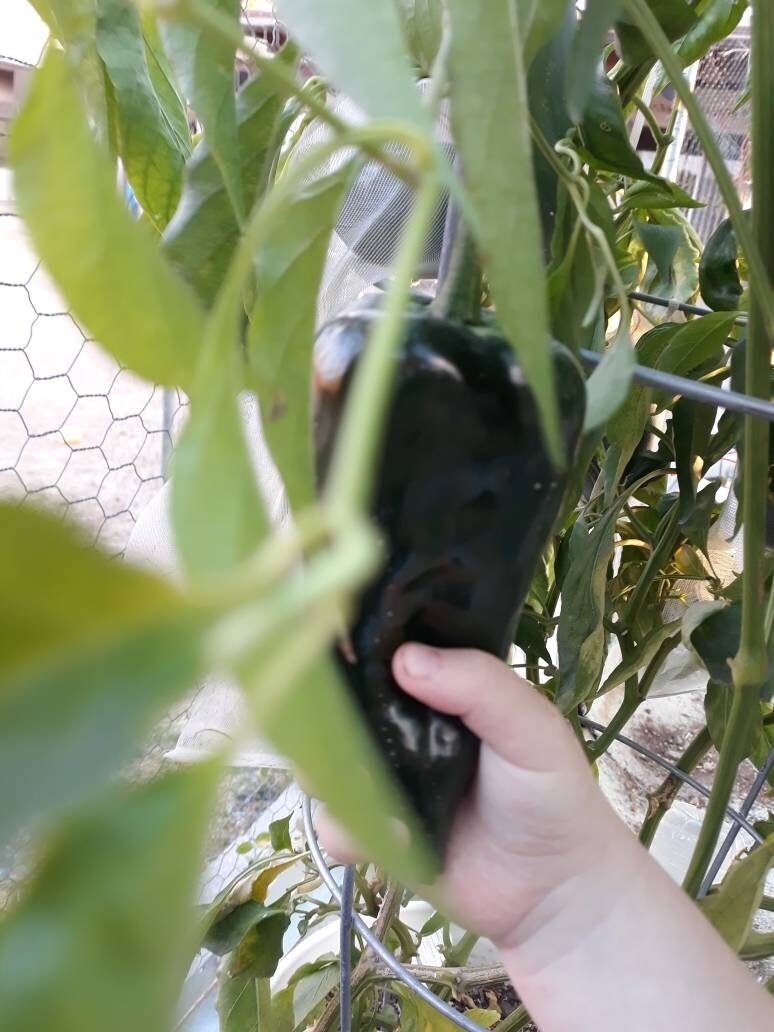 Bell X Banana Pepper Hybrid Spicy Stuffing Pepper 30 Seeds Etsy