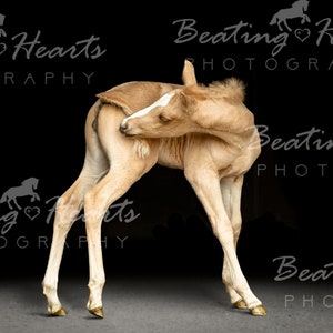 May include: A light brown foal with a white blaze on its face is standing on a black background. The foal is scratching its neck with its hind leg. The foal is looking to the left of the image.