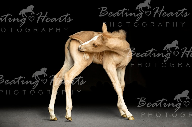 May include: A light brown foal with a white blaze on its face is standing on a black background. The foal is scratching its neck with its hind leg. The foal is looking to the left of the image.