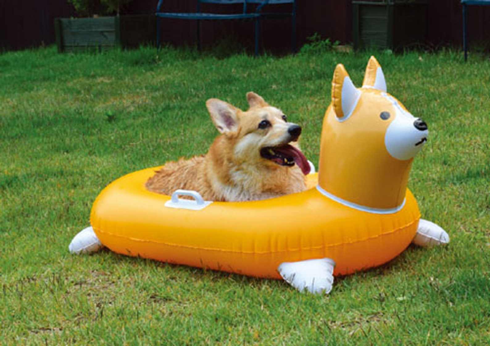 corgi float
