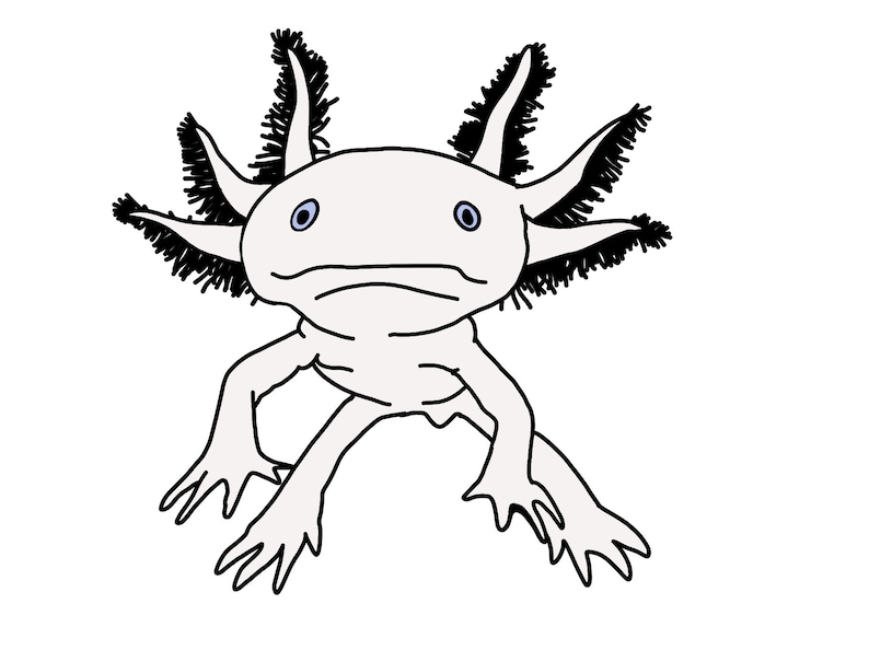 Hand Drawn Axolotl Amphibian Walking Fish SVG File Drawn Hand Drawn Axolotl Amphibian Walking Fish SVG File Drawn