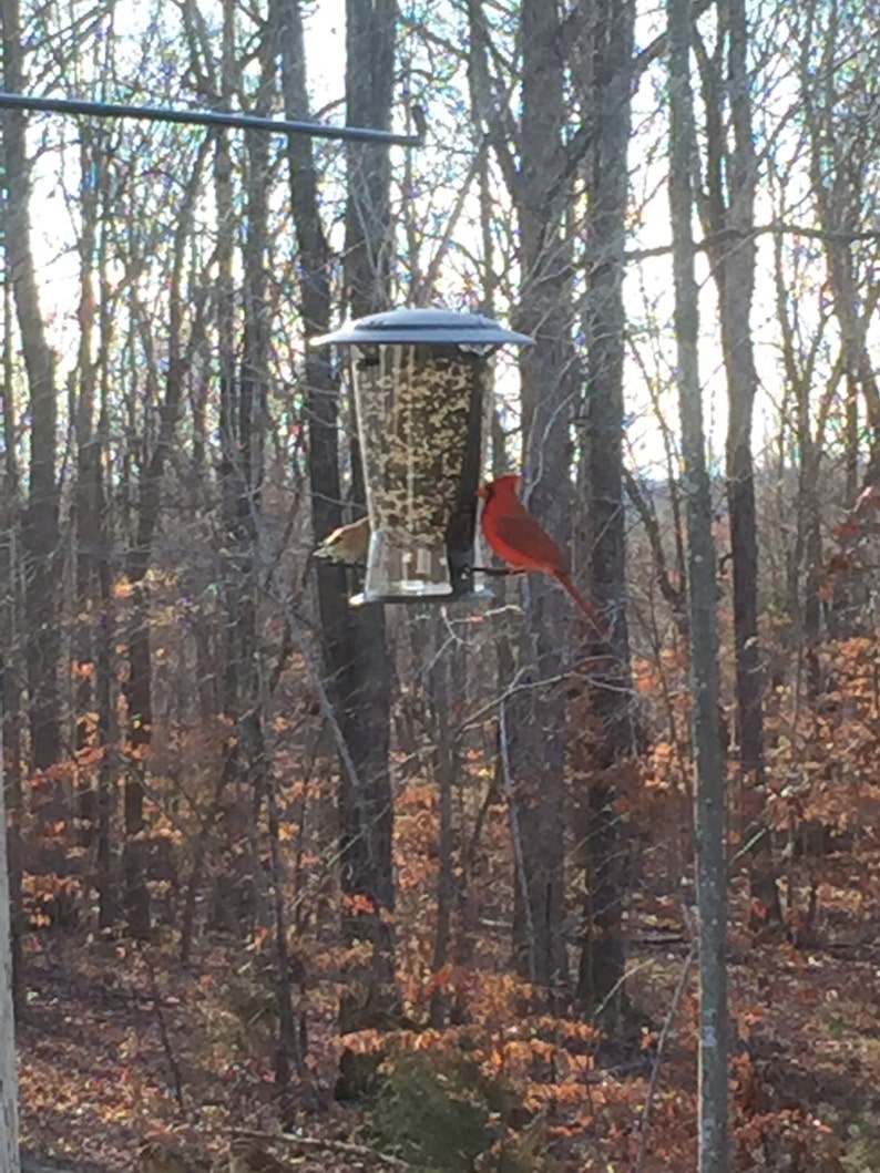 Swivel Bird Feeder Plant Hook Etsy