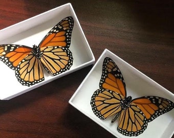 PRESERVED Monarch Butterfly (Wings open) In flight