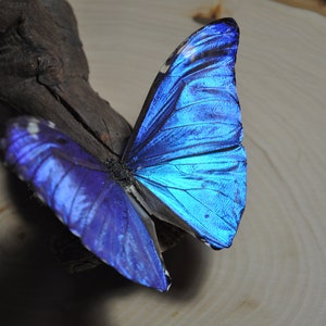 Blue Morpho Butterfly image 2