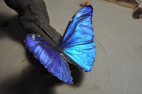 ブルーモルフォ蝶 - Etsy 日本