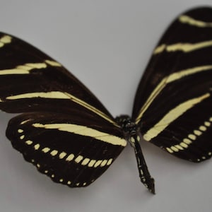 May include: A black and white striped butterfly with a brown body. The butterfly has a wingspan of about 4 inches.