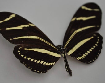 Zebra Longwing Preserved Butterfly (Wings Open)