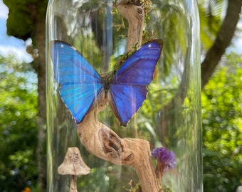 Blue Morpho dome, Blue butterfly, Dried Butterfly, Butterfly Dome, Morpho aega