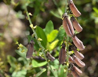 Fresh Seeds Butterfly Seeds Butterfly Plants Butterfly Host Plants
