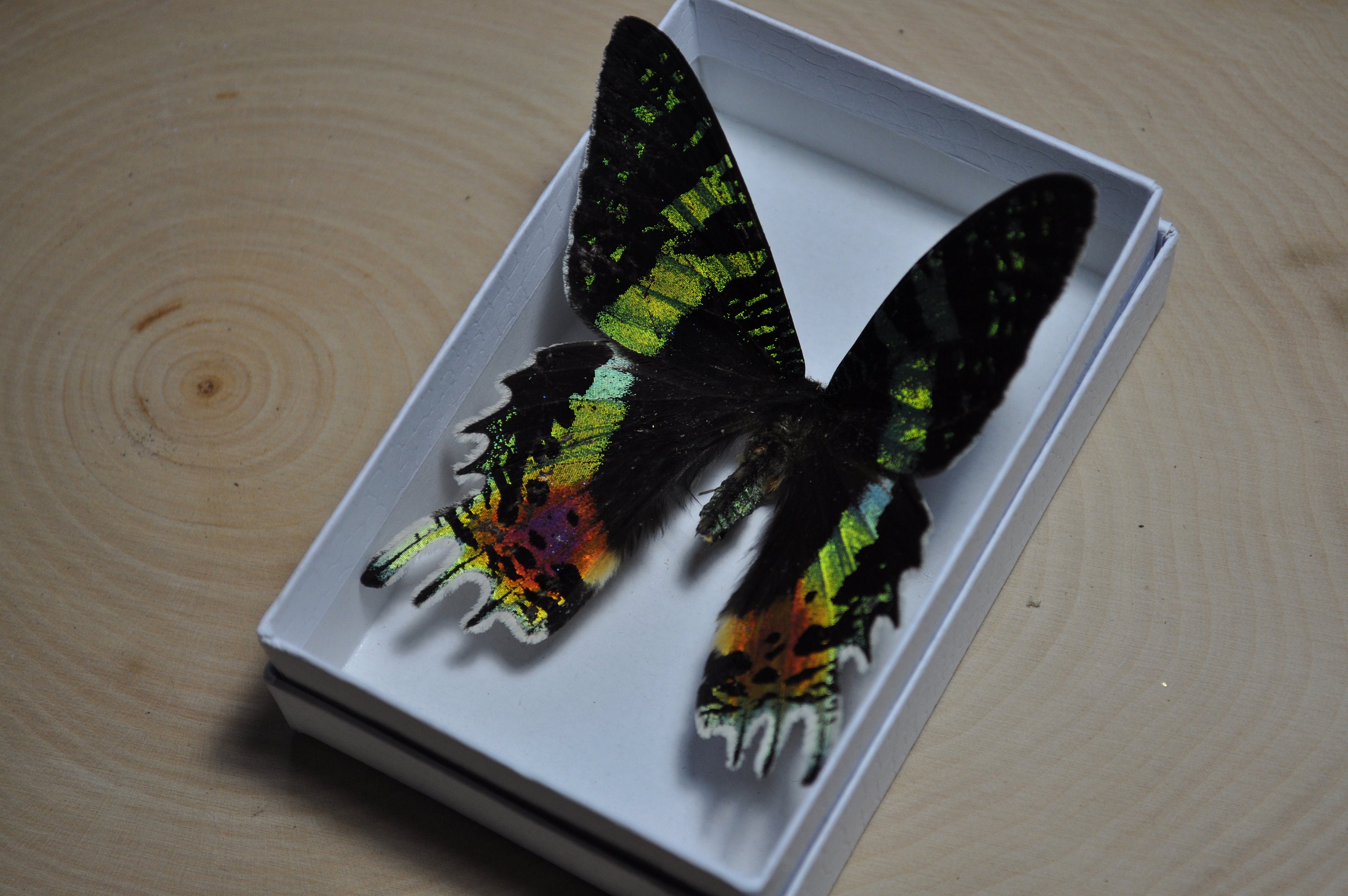 サンセットモスが開いて、羽が開いて、保存された蝶、本物の