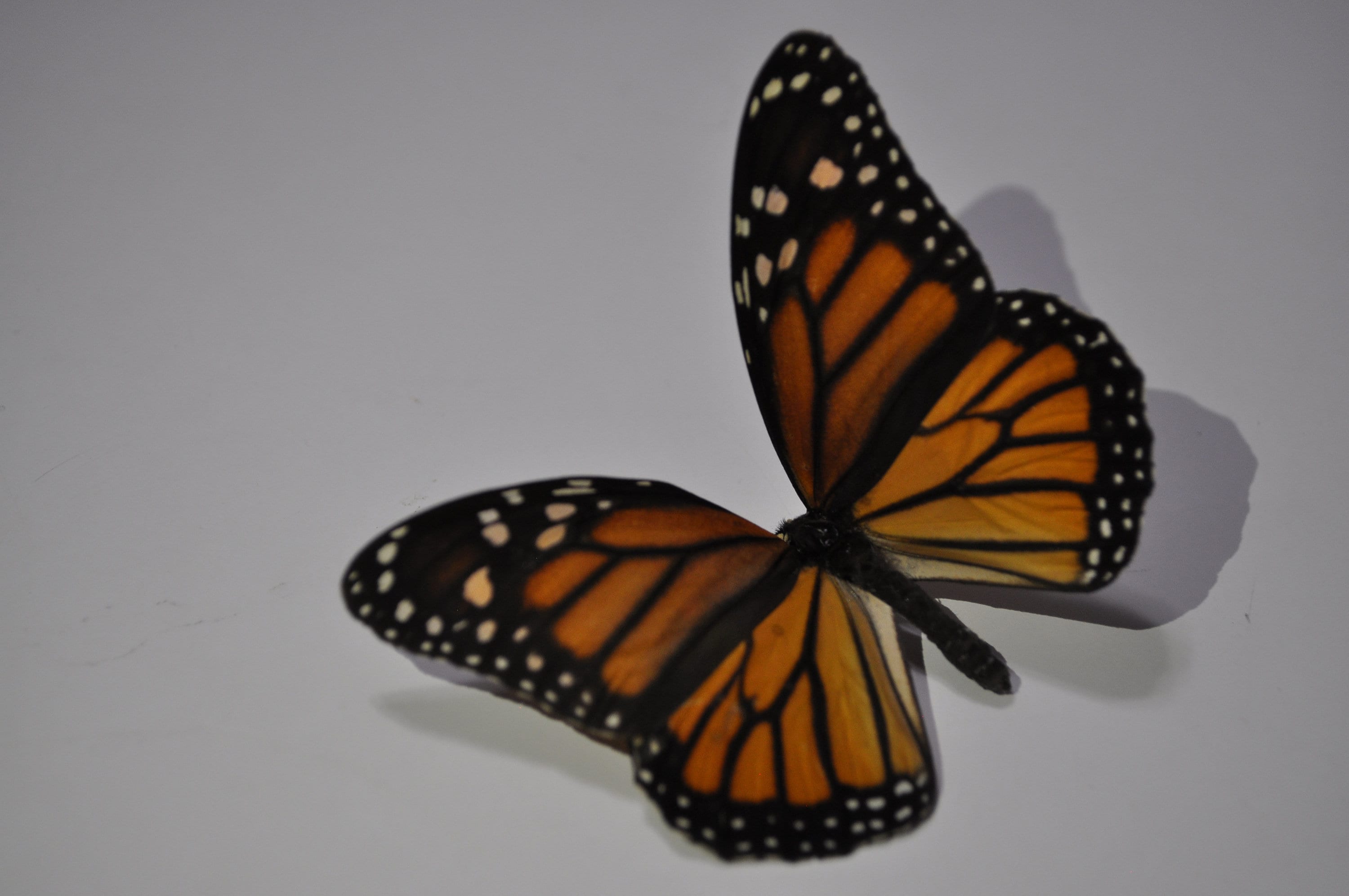 Bovano Monarch Butterfly w/ Open Wings Wall Sculpture 