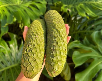 monstera thai constellation steckling Monstera 'Thai Constellation' main image 0