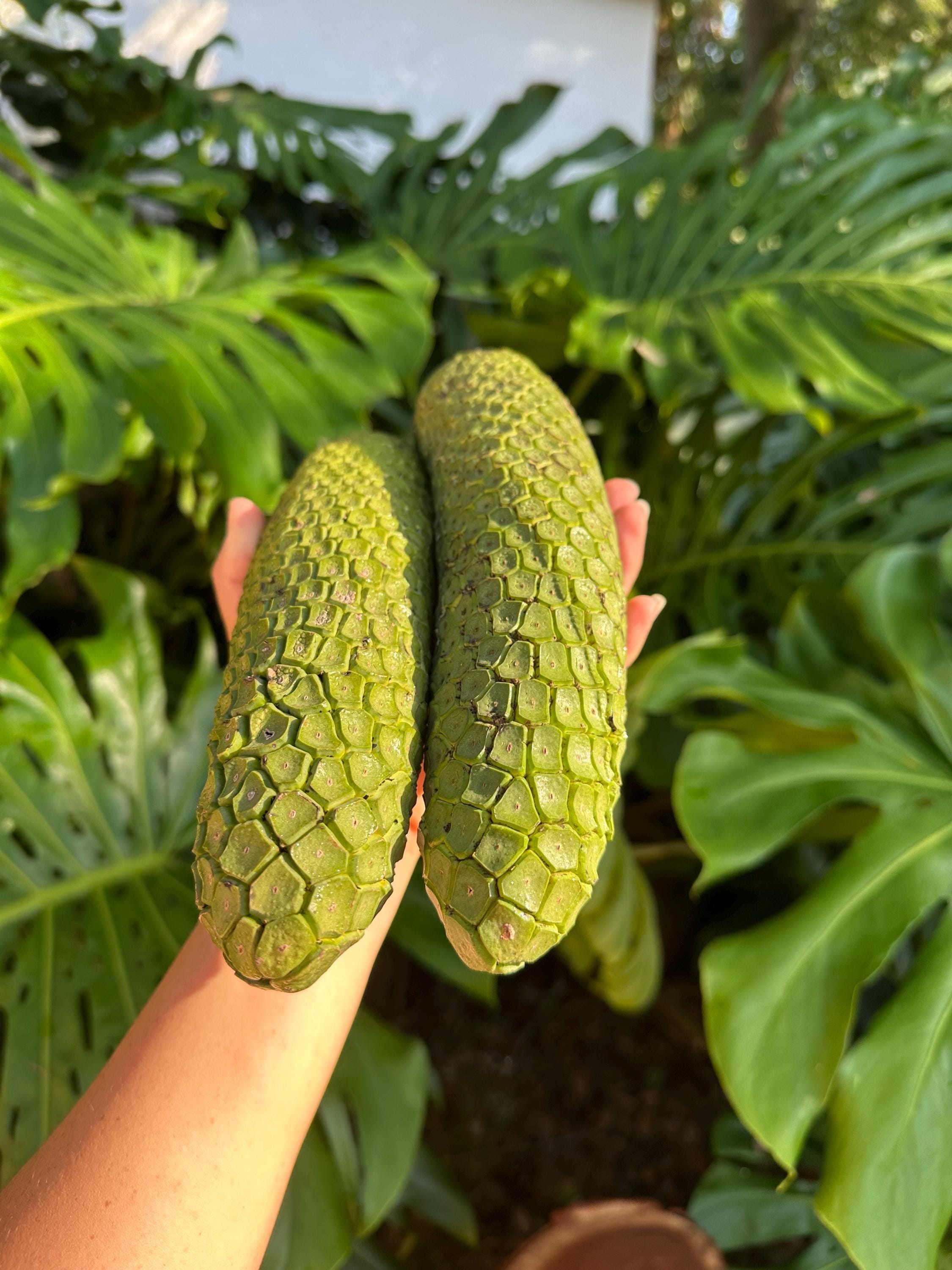 PRE-ORDER, Monstera Fruit, Monstera Deliciosa, Exotic Fruit, Rare - Etsy