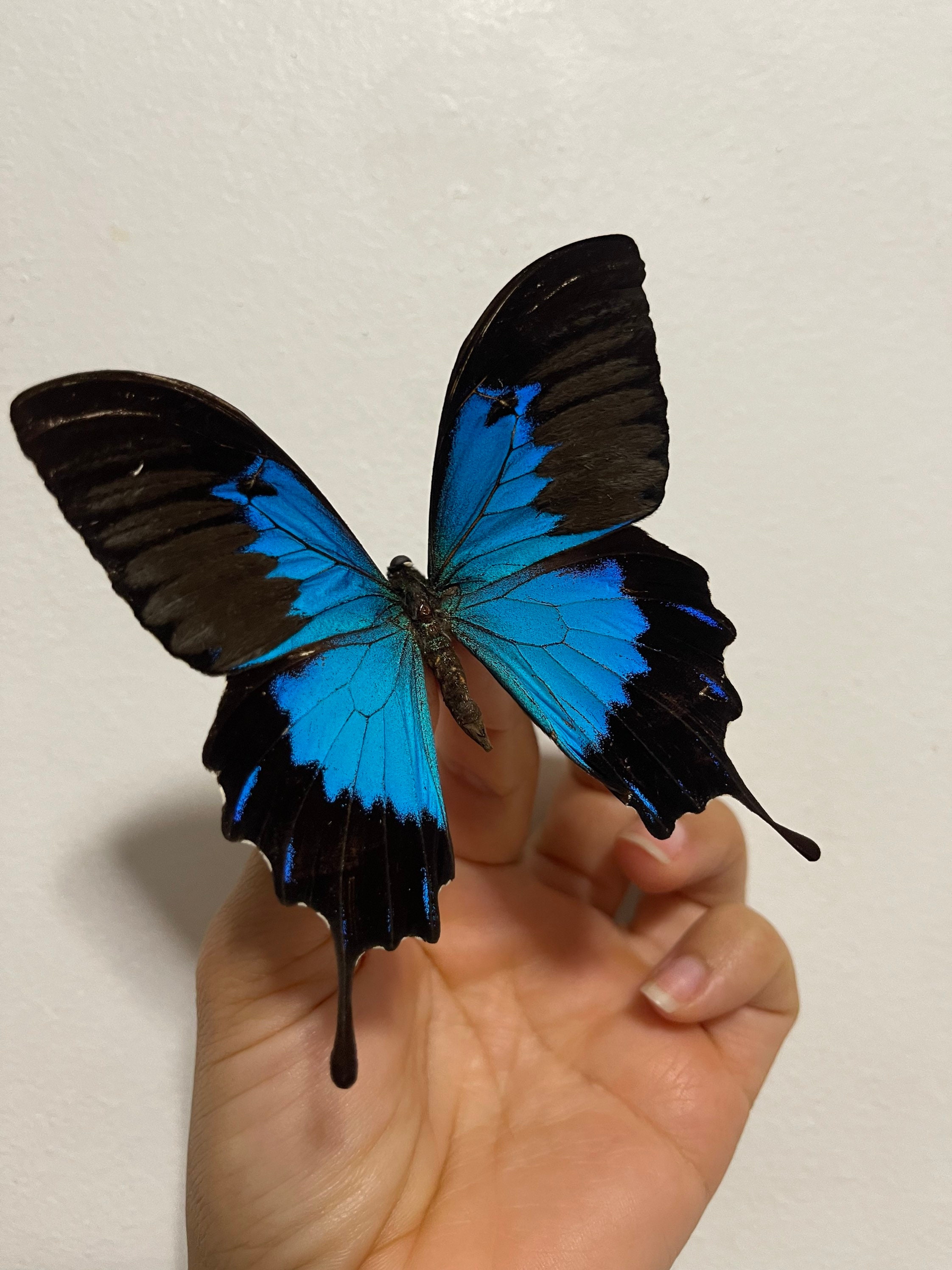 アオアゲハ、ユリシーズ蝶、Papilio telegonus、 - Etsy 日本 アオアゲハ、ユリシーズ蝶、Papilio telegonus、 - Etsy 日本