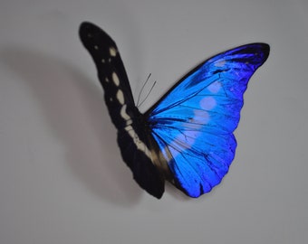 キプリスモルフォオス！ 海外の蝶標本 キプリスモルフォ オス Morpho cypris コロンビア