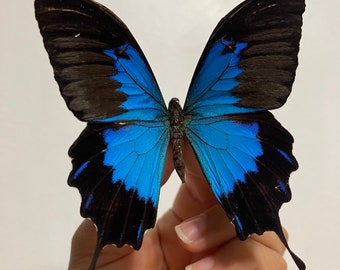 蝶の樹　Butterfly Tree #004 アオアゲハ、ユリシーズ蝶、Papilio telegonus、 - Etsy 日本