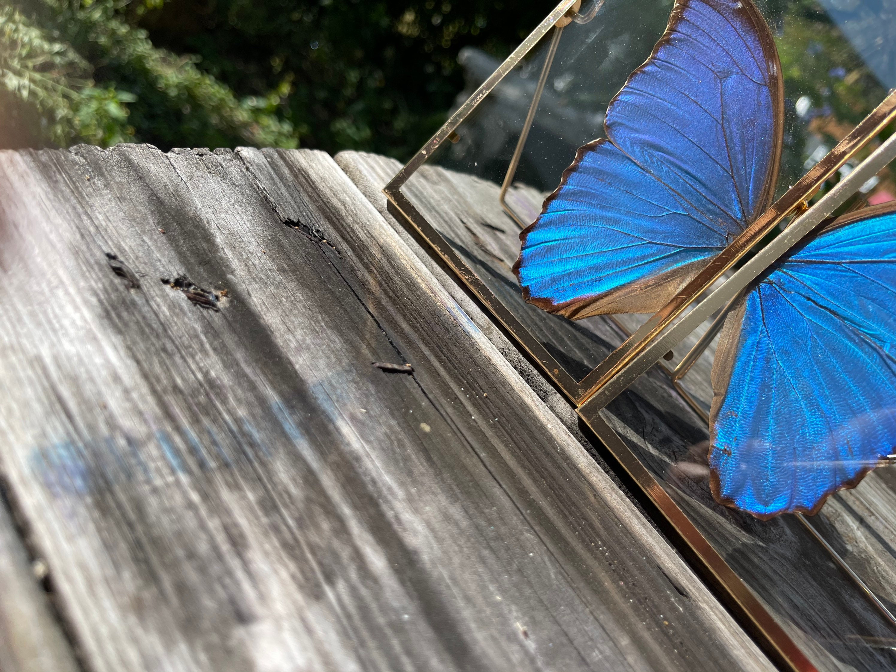 Blue Morpho Butterfly Frame - Etsy Canada