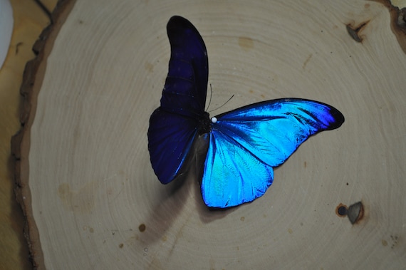 モルフォ レテノール、ブルー モルフォ蝶、ブルー モルフォ、ブルー 蝶