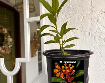 Algodoncillo, Asclepias curassavica, Flor de mariposa, Alimento para mariposas, Plantas para mariposas, Atractor de mariposas, Plantas vivas