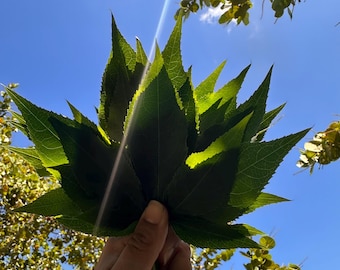 Passion vine leaves, organic leaves, pesticide free