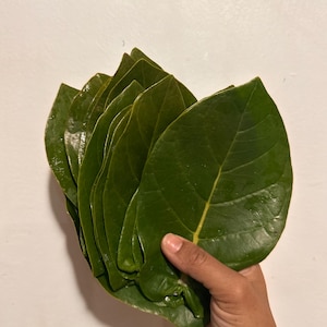Giant Milkweed leaves, Milkweed, milkweed leaves,  Crown flower, Butterfly Food, monarch food