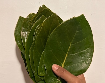 Hojas de algodoncillo gigante, algodoncillo, hojas de algodoncillo, flor corona, alimento de mariposa, alimento de mariposa monarca