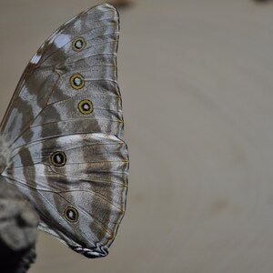 Blue Morpho Butterfly image 3